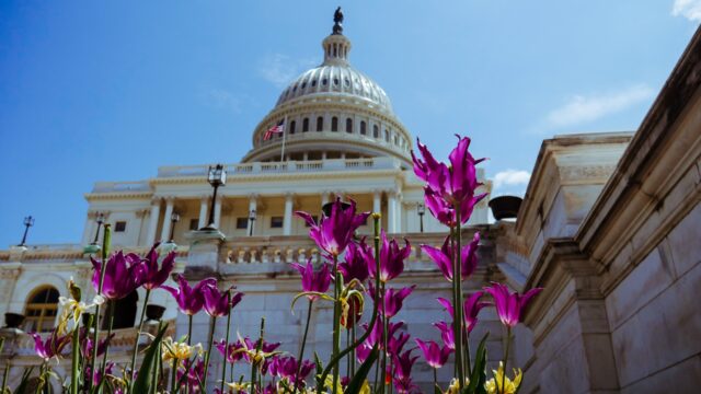 Capitol Building with flowers in foreground. Photo by Matthew Bornhorst on Unsplash.